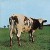All of the Atom Heart Mother CD's